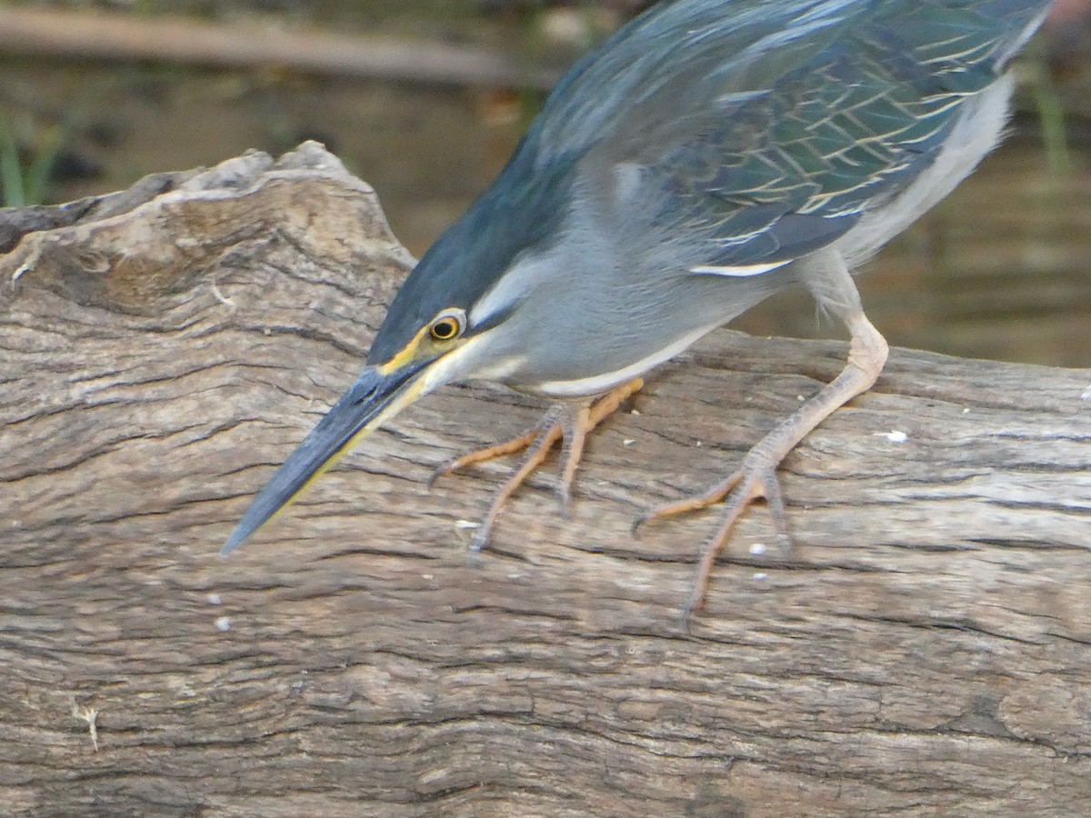 Little Heron - ML645786403