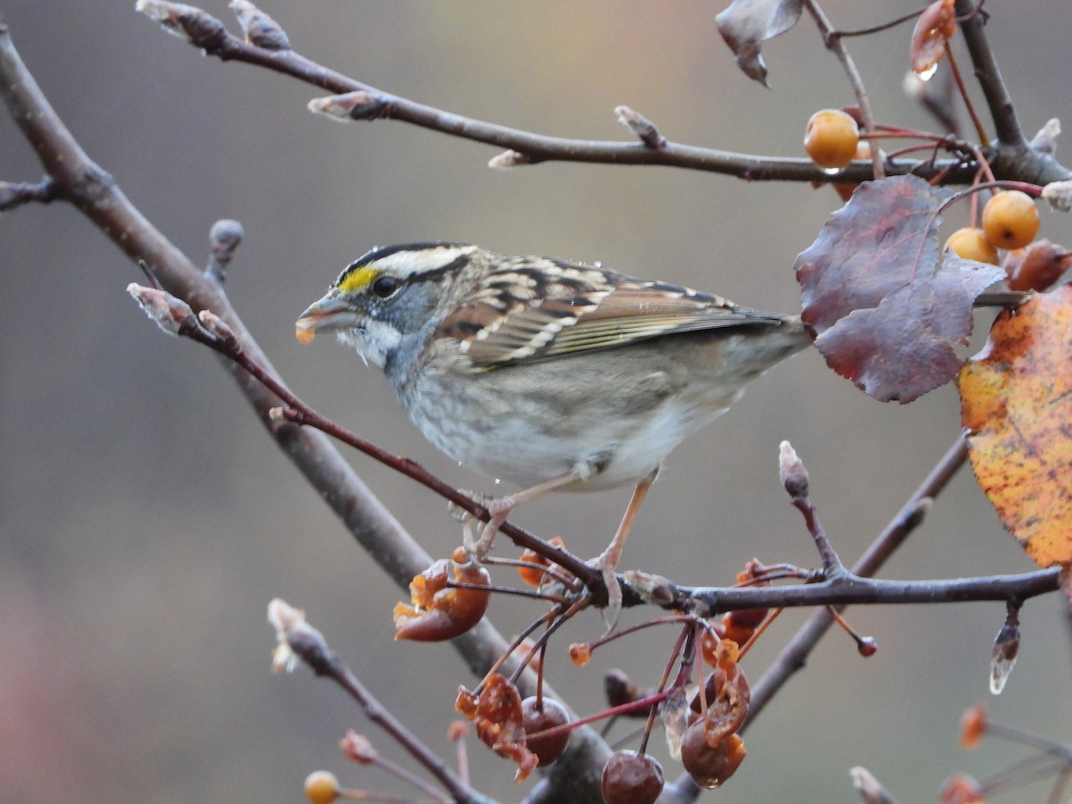 strnadec bělohrdlý - ML645786404