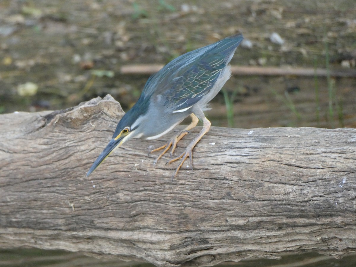 Little Heron - ML645786405