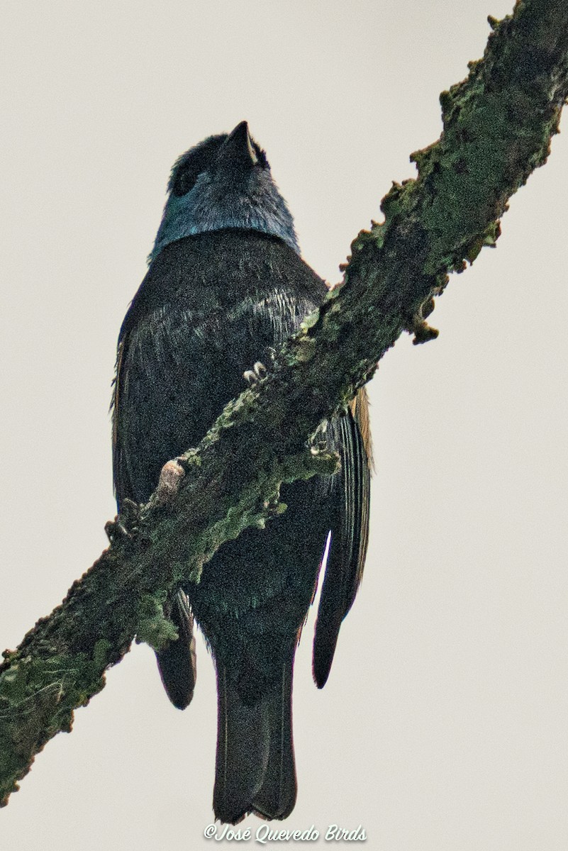 Blue-necked Tanager - ML645786406