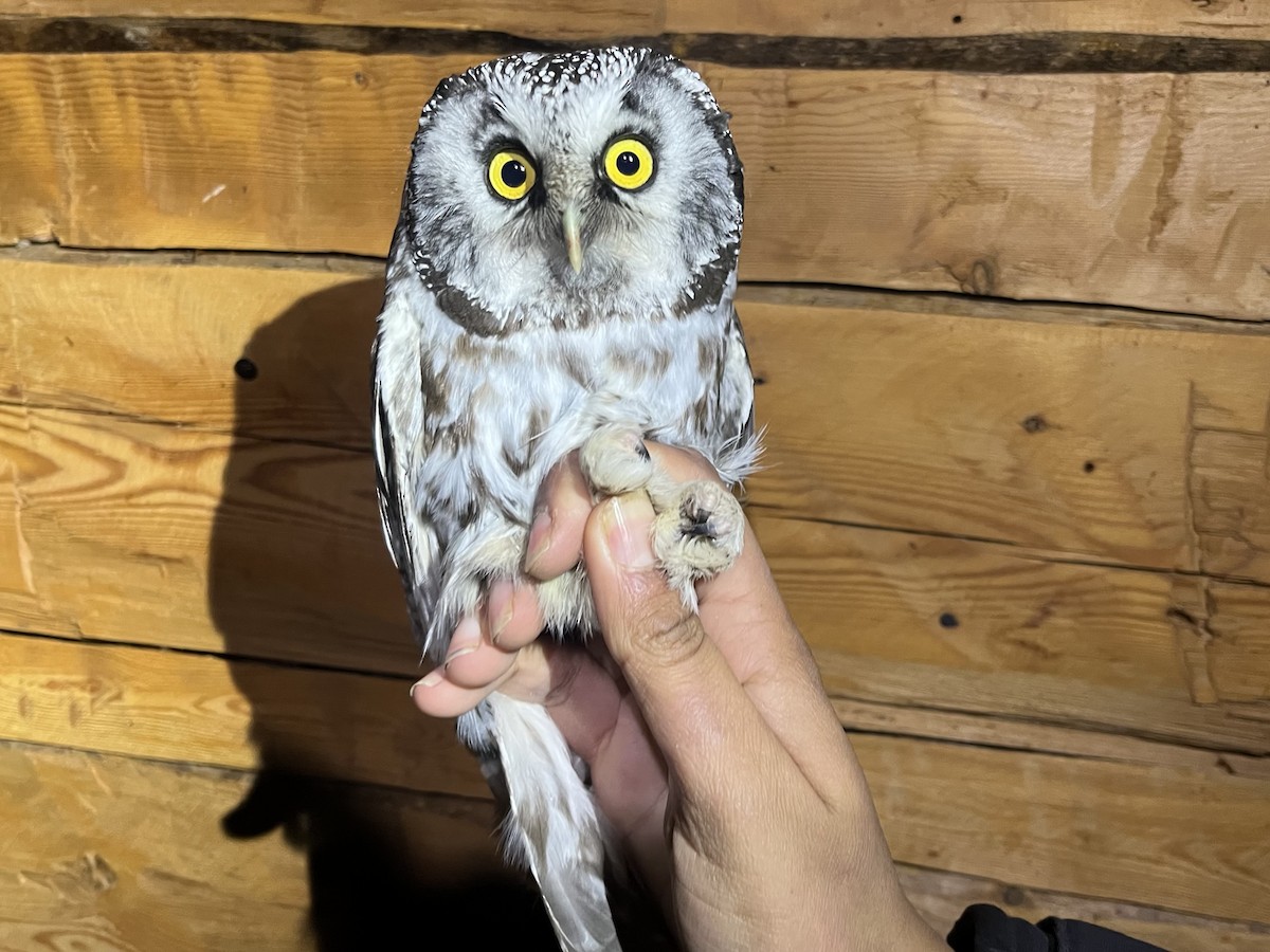 Civetta capogrosso - ML645786407