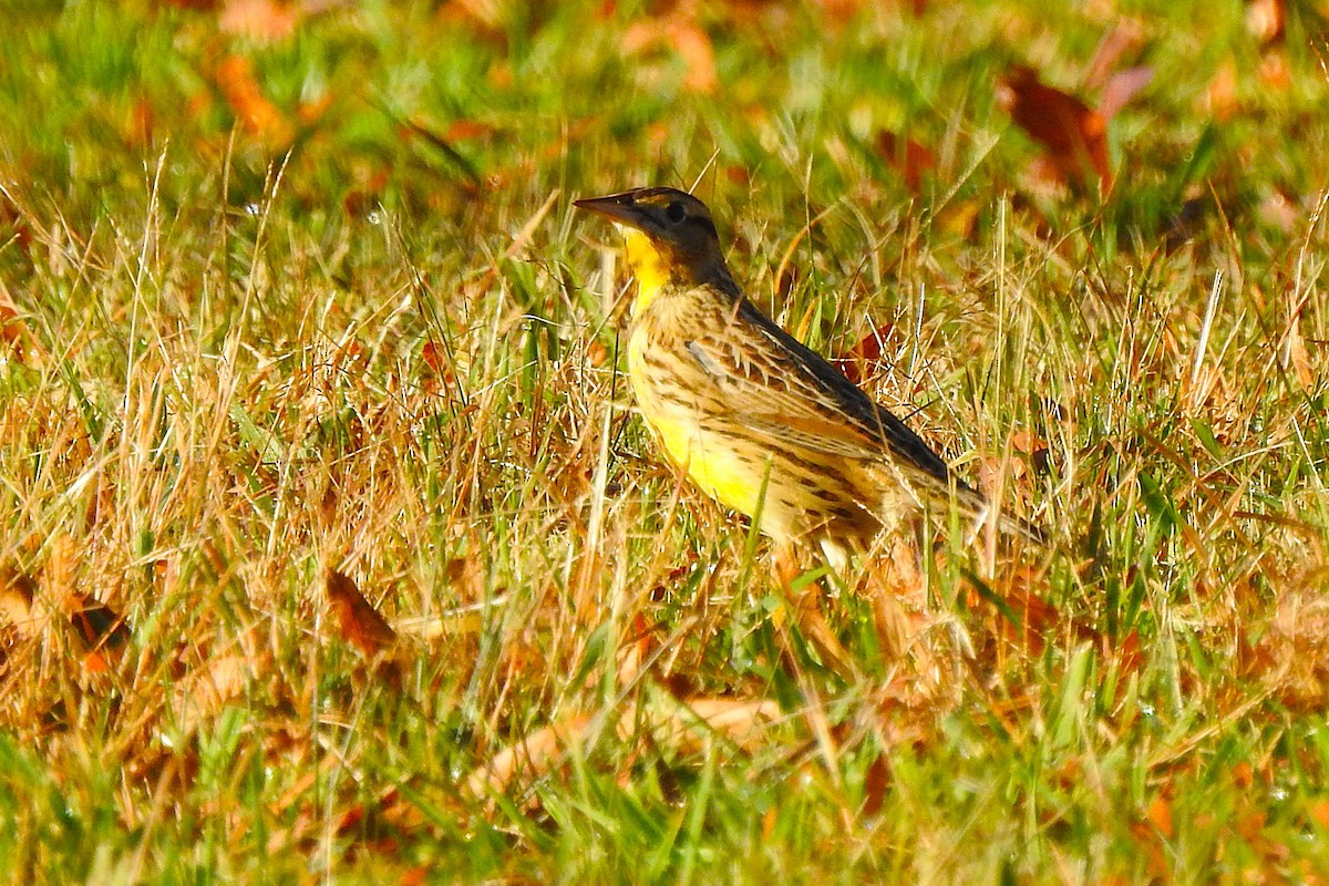 Lerchenstärling - ML645786408