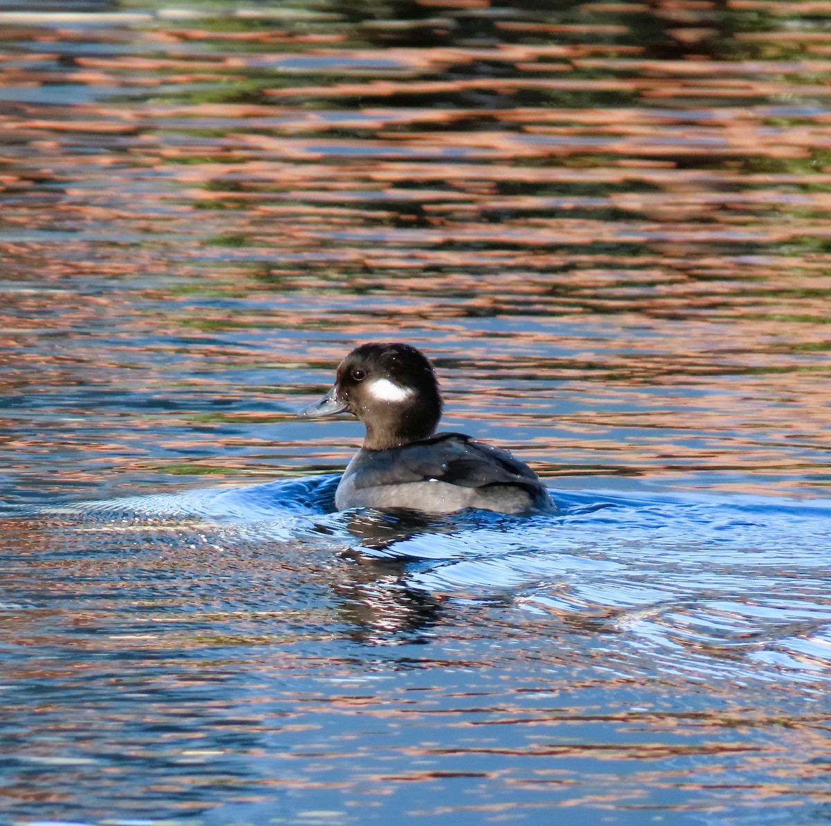 Bufflehead - ML645786409