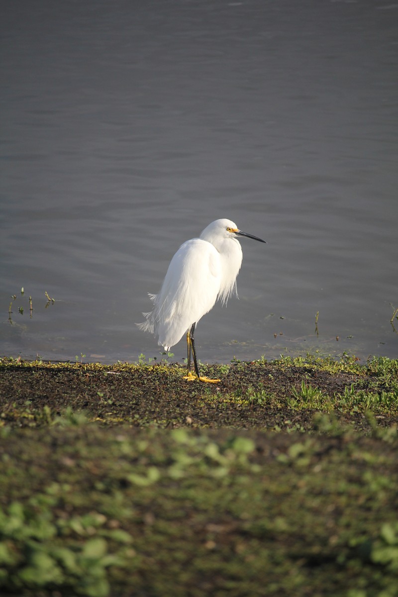 Snowy Egret - ML645786414