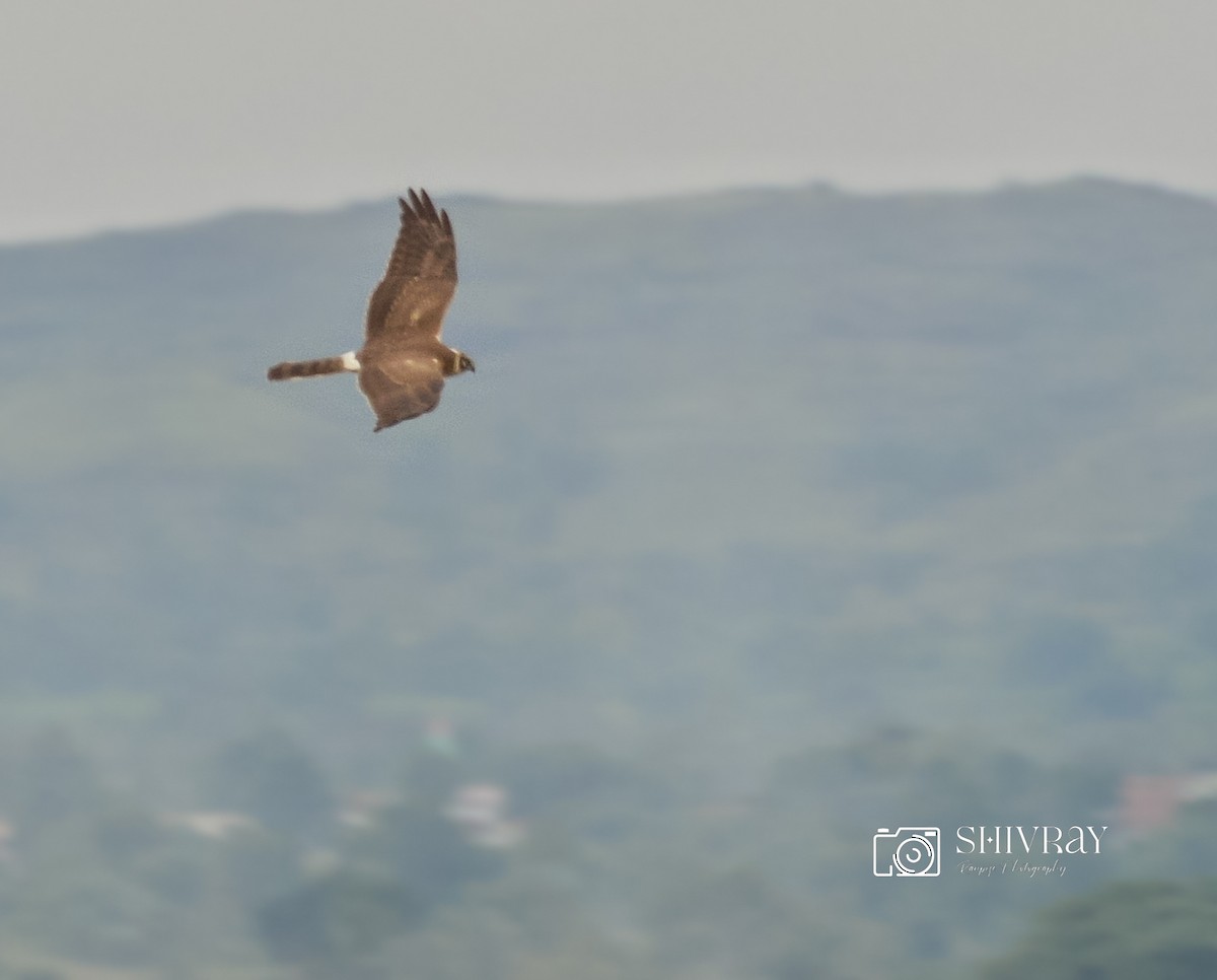 Aguilucho Papialbo - ML645786425