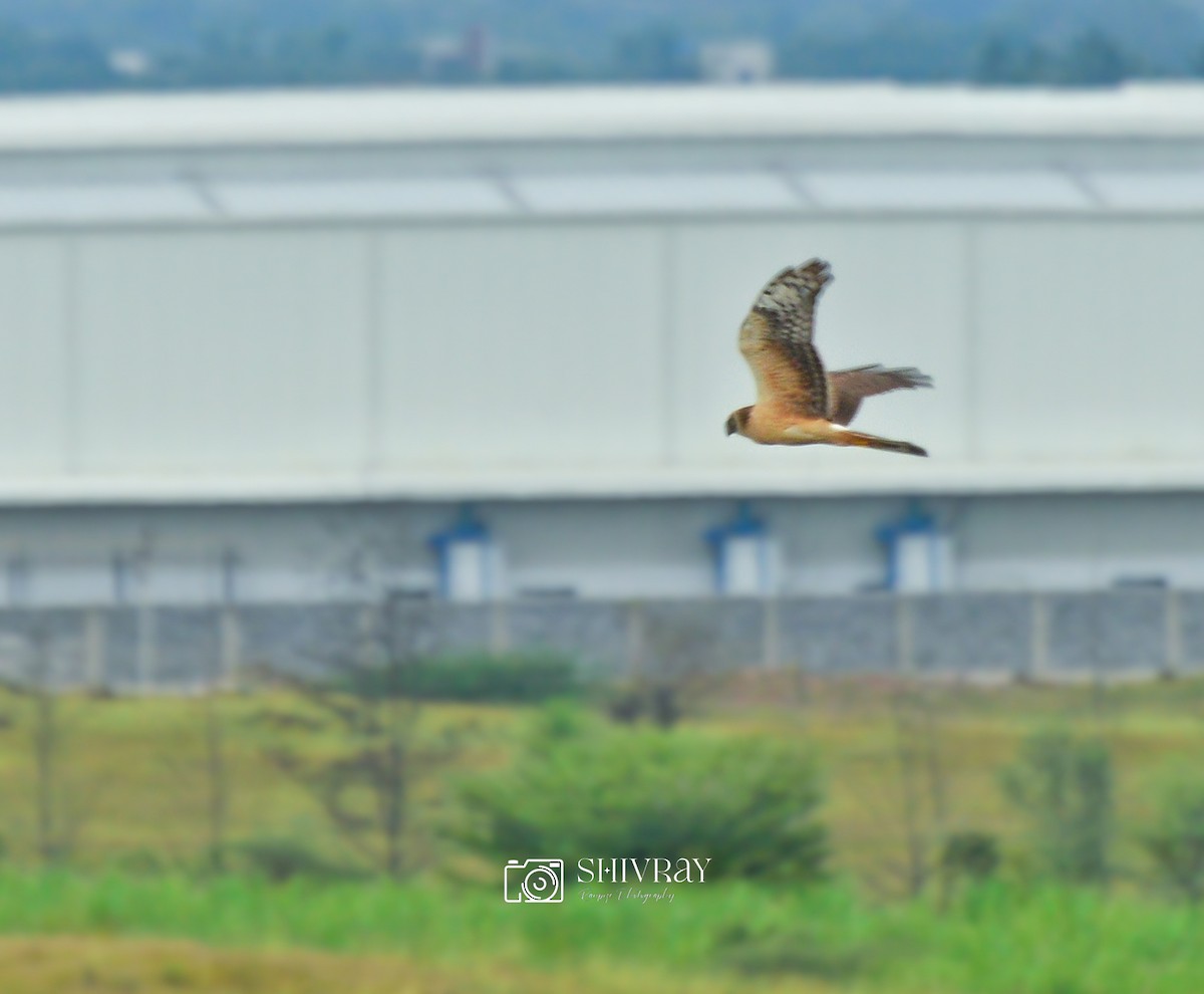 Aguilucho Papialbo - ML645786426