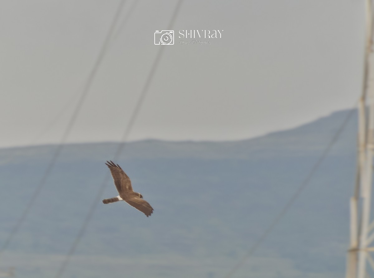 Aguilucho Papialbo - ML645786427