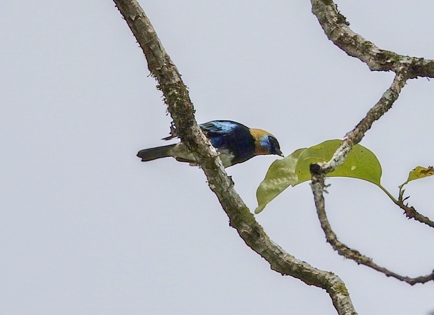 gullhettetanagar - ML645786428