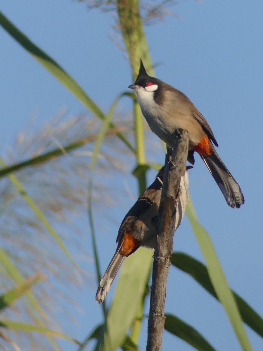 Red-whiskered Bulbul - ML645786433