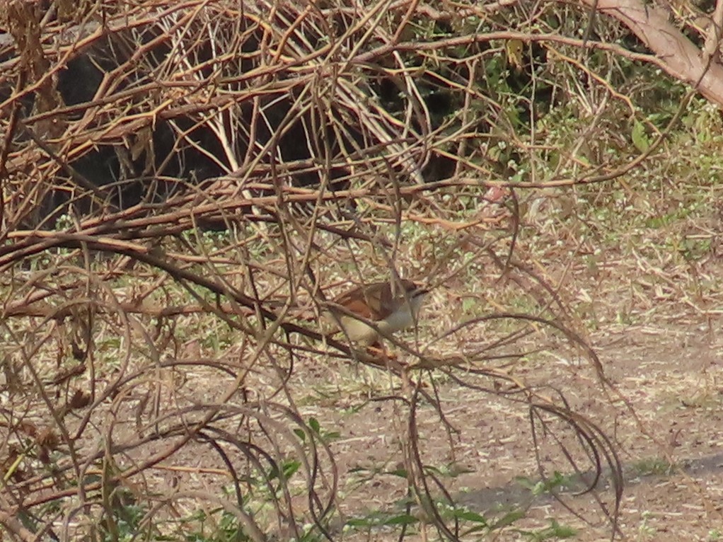 Timalí Ojigualdo - ML645786435