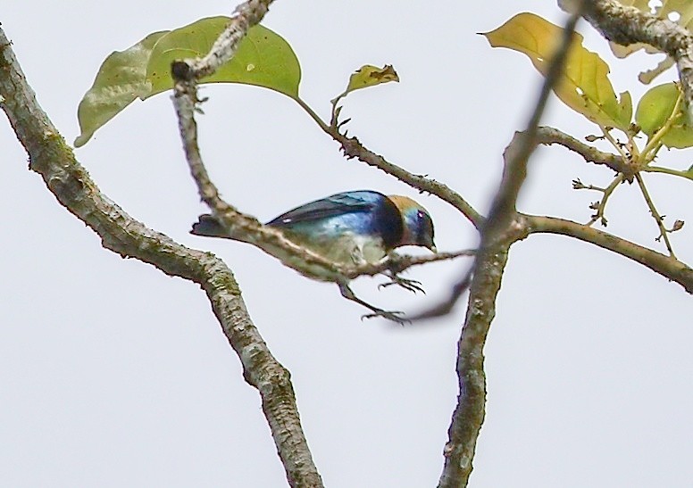 gullhettetanagar - ML645786439