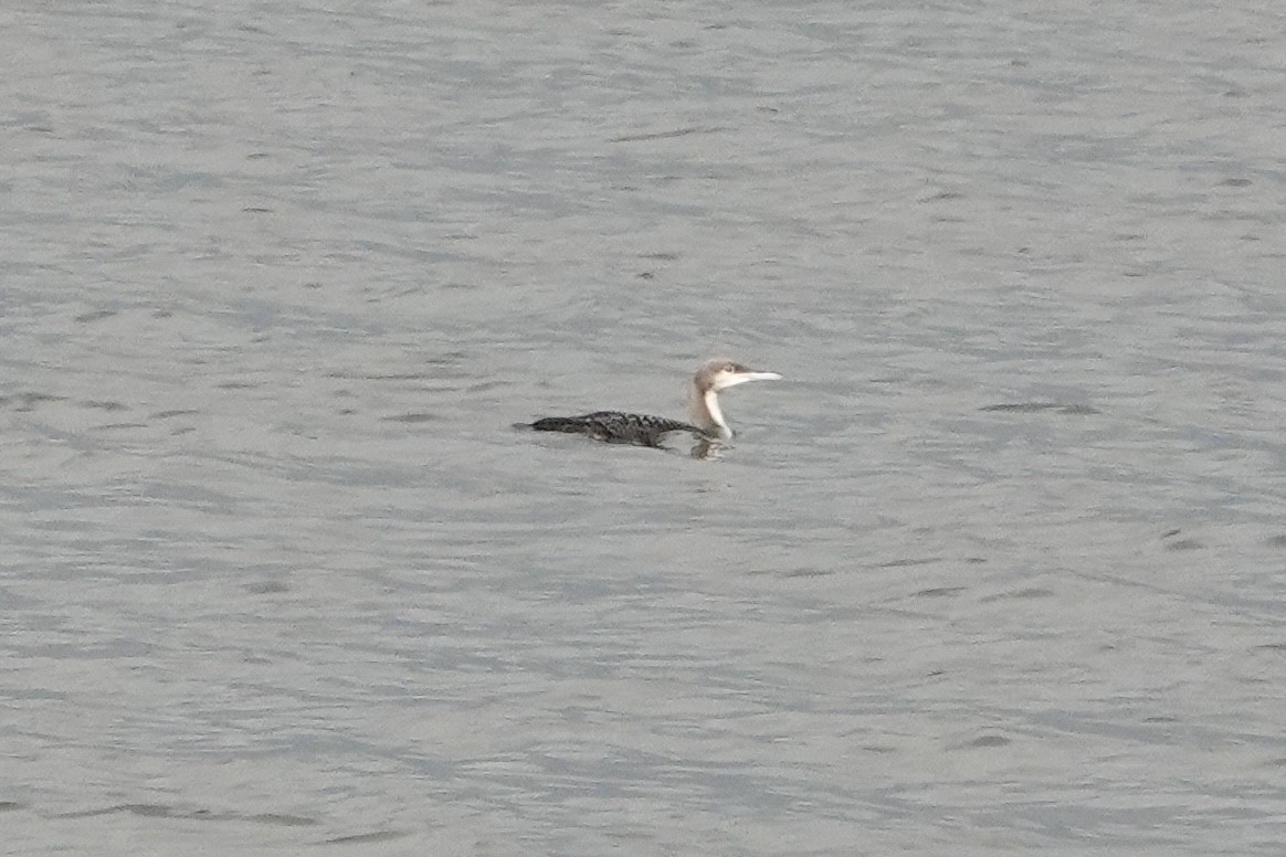 Pacific Loon - ML645786440