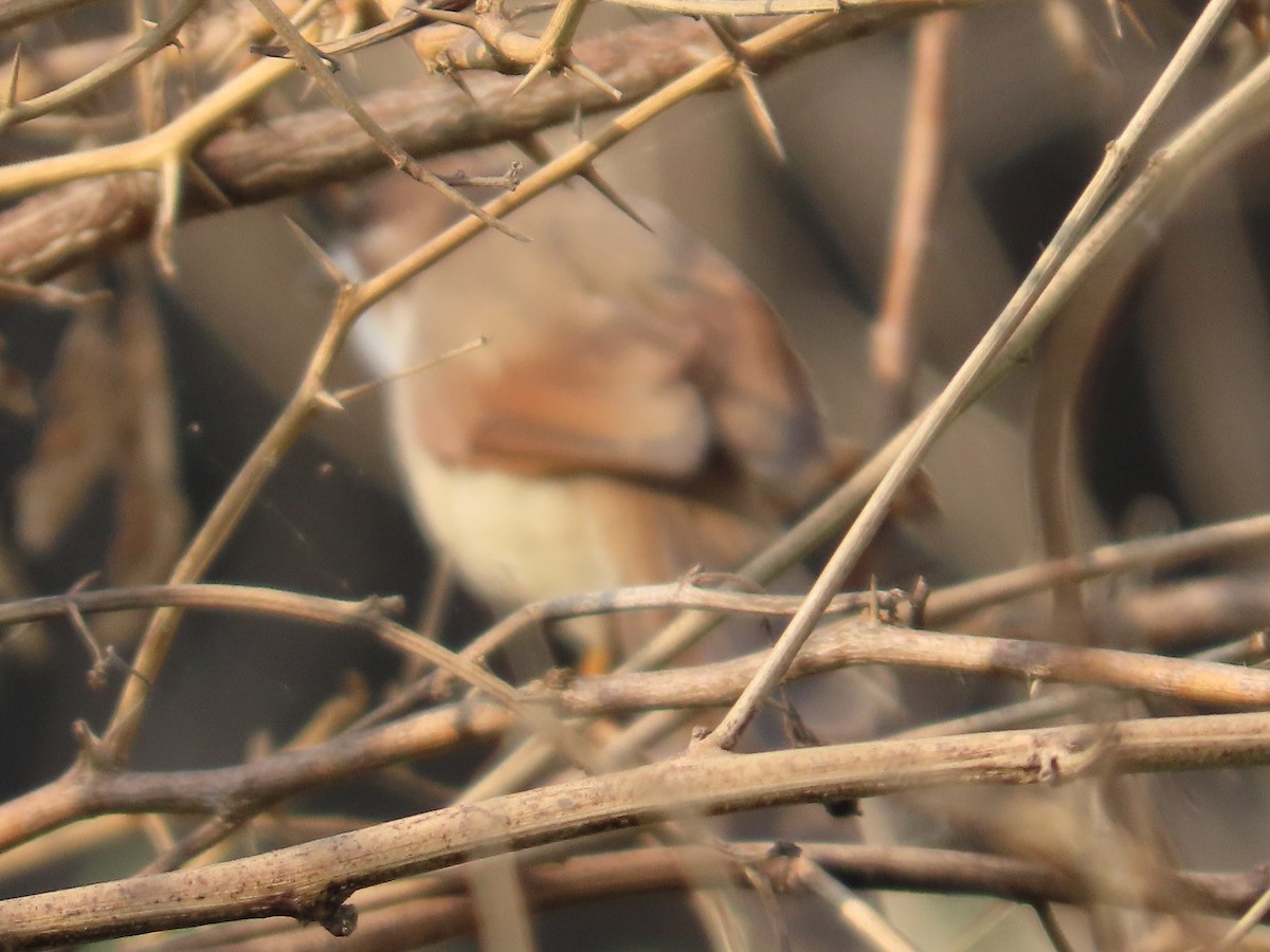 Timalí Ojigualdo - ML645786442