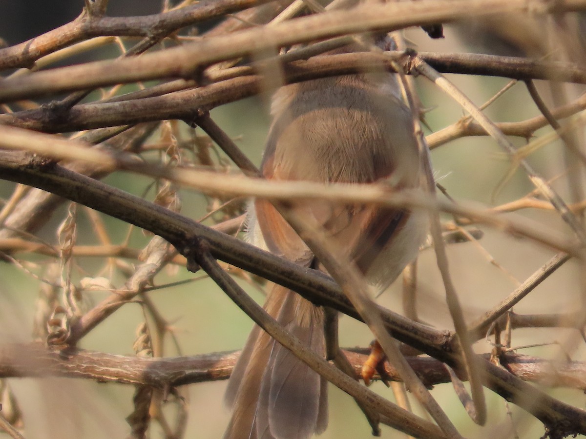 Timalí Ojigualdo - ML645786443