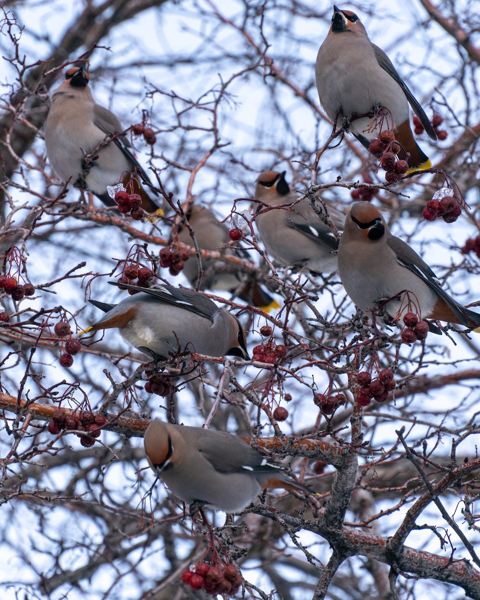 Beccofrusone - ML645786446