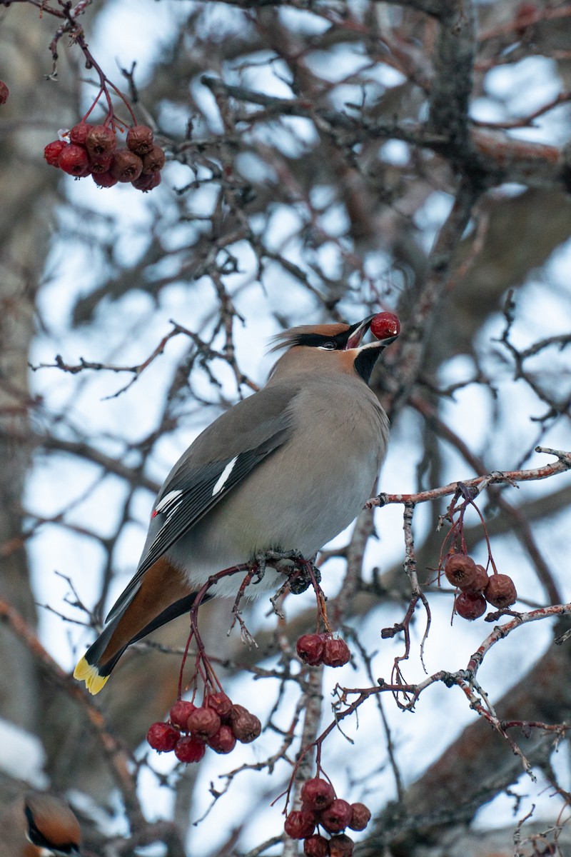 Beccofrusone - ML645786447