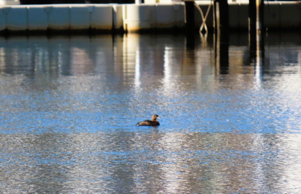 Pied-billed Grebe - ML645786448