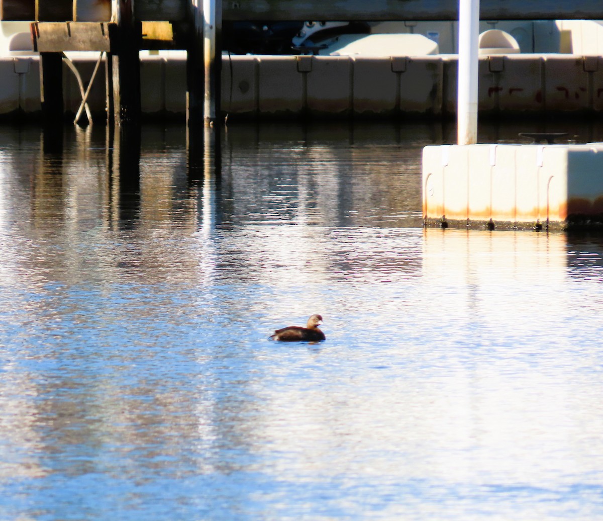 Pied-billed Grebe - ML645786449