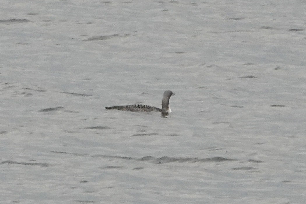 Pacific Loon - ML645786454