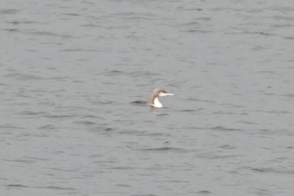 Pacific Loon - ML645786457