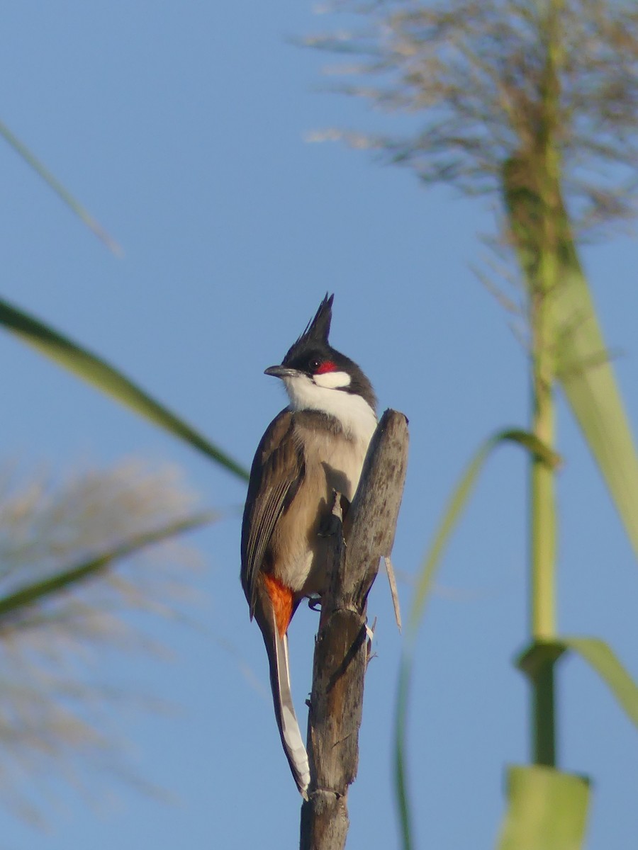 Red-whiskered Bulbul - ML645786461