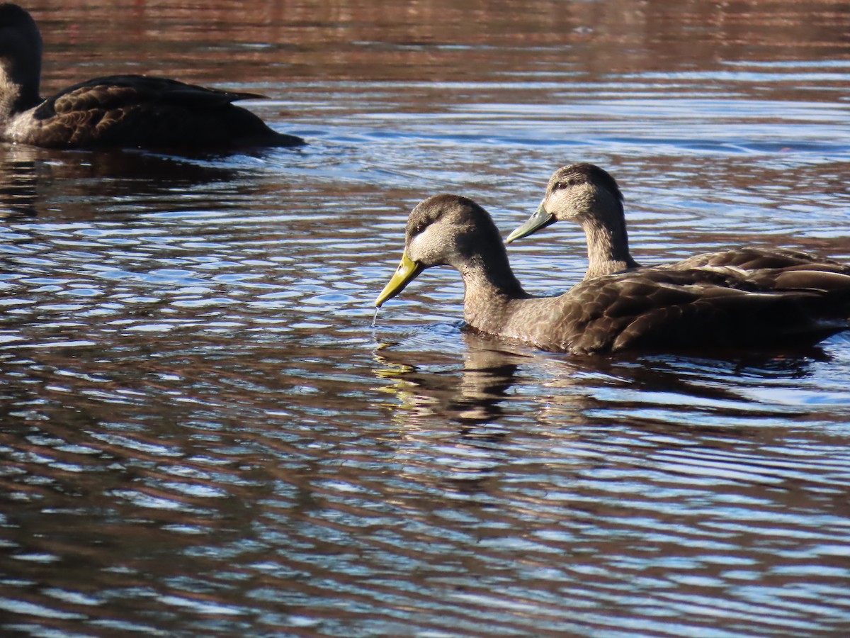 American Black Duck - ML645786475