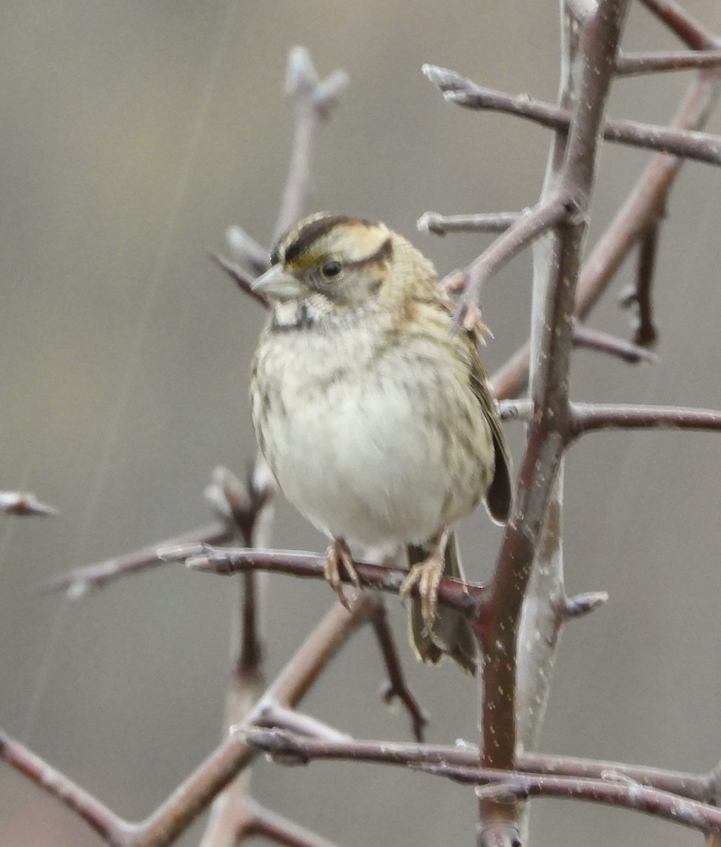 strnadec bělohrdlý - ML645786487