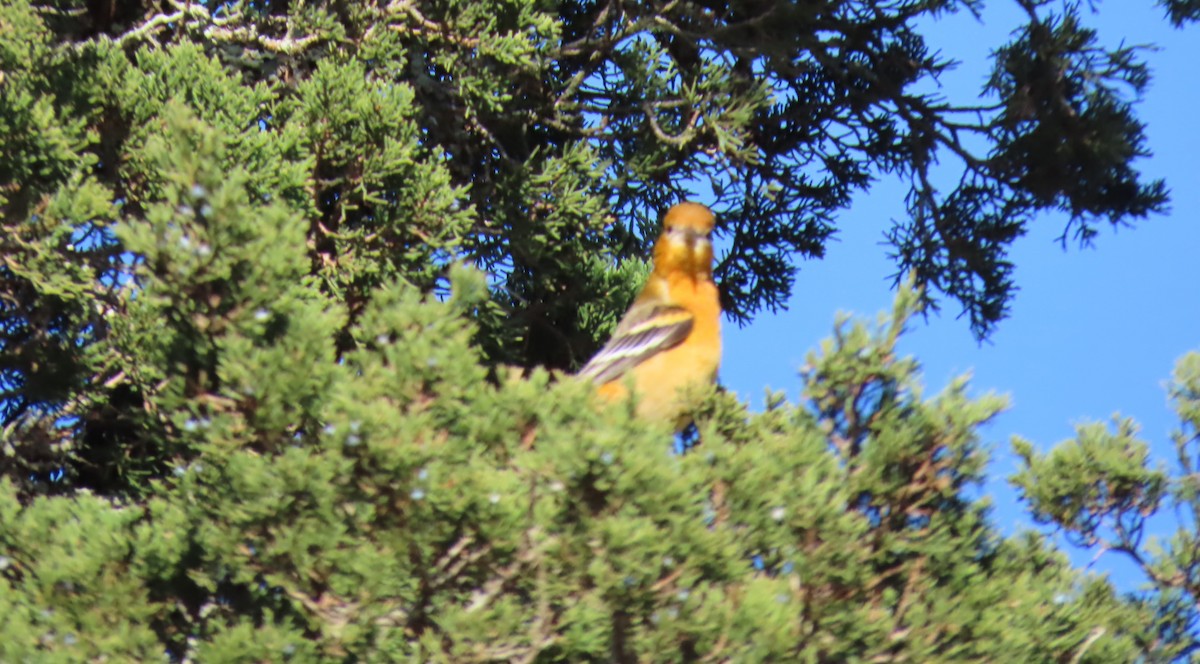 Baltimore Oriole - ML645786488