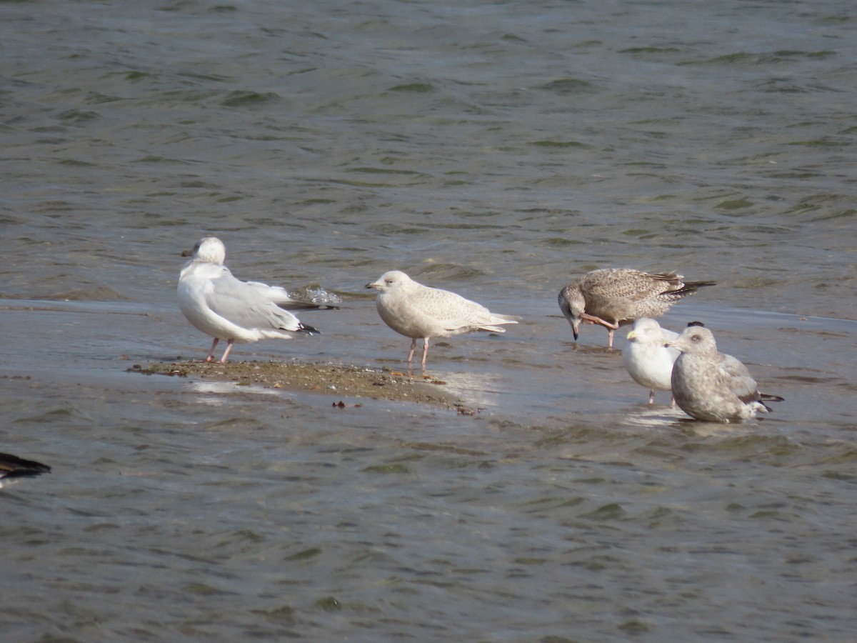 Iceland Gull - ML645786497