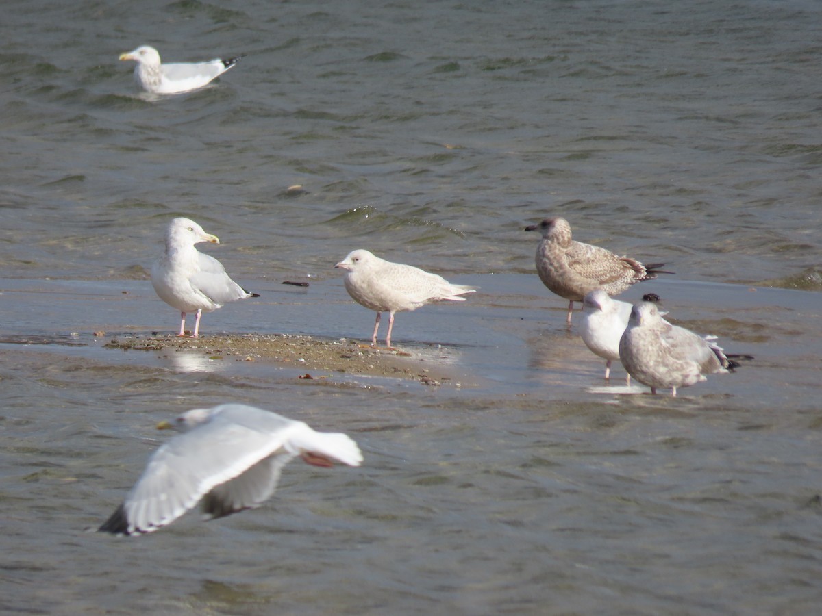 Iceland Gull - ML645786500