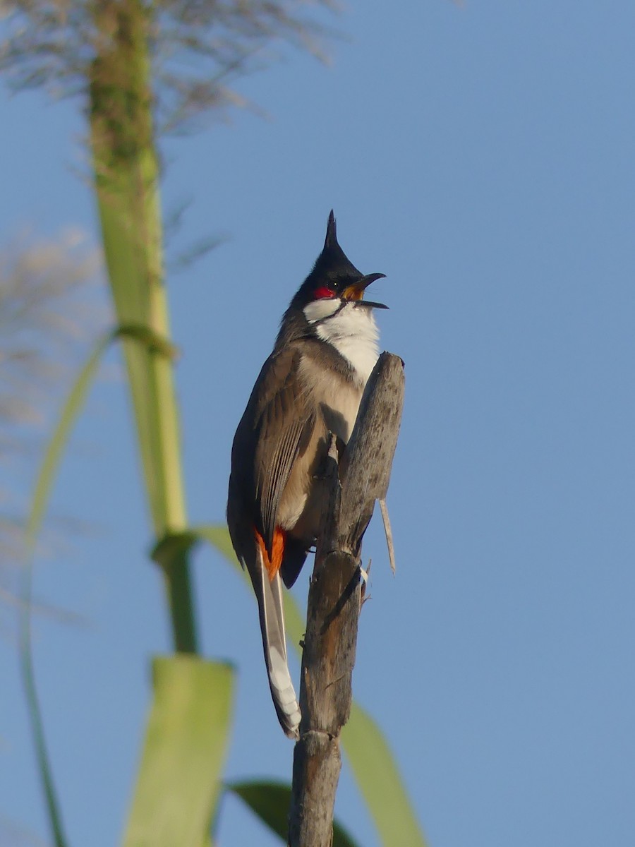 Red-whiskered Bulbul - ML645786501