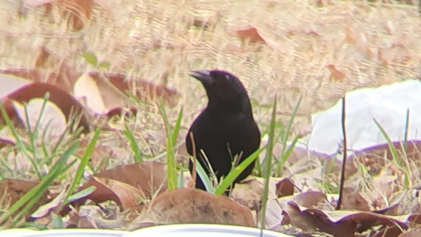 Scrub Blackbird - ML645786502