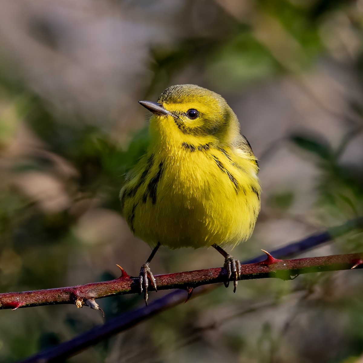 Prairie Warbler - ML645786525