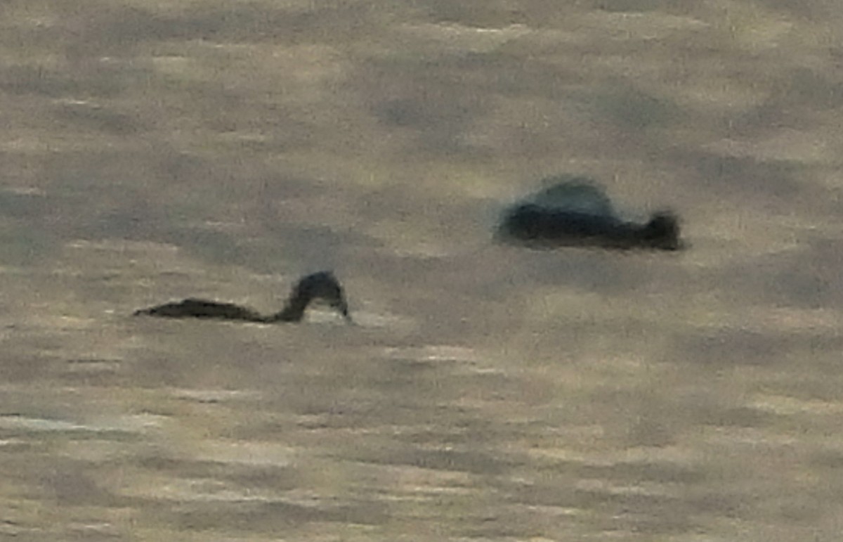 Пірникоза сірощока - ML645786527