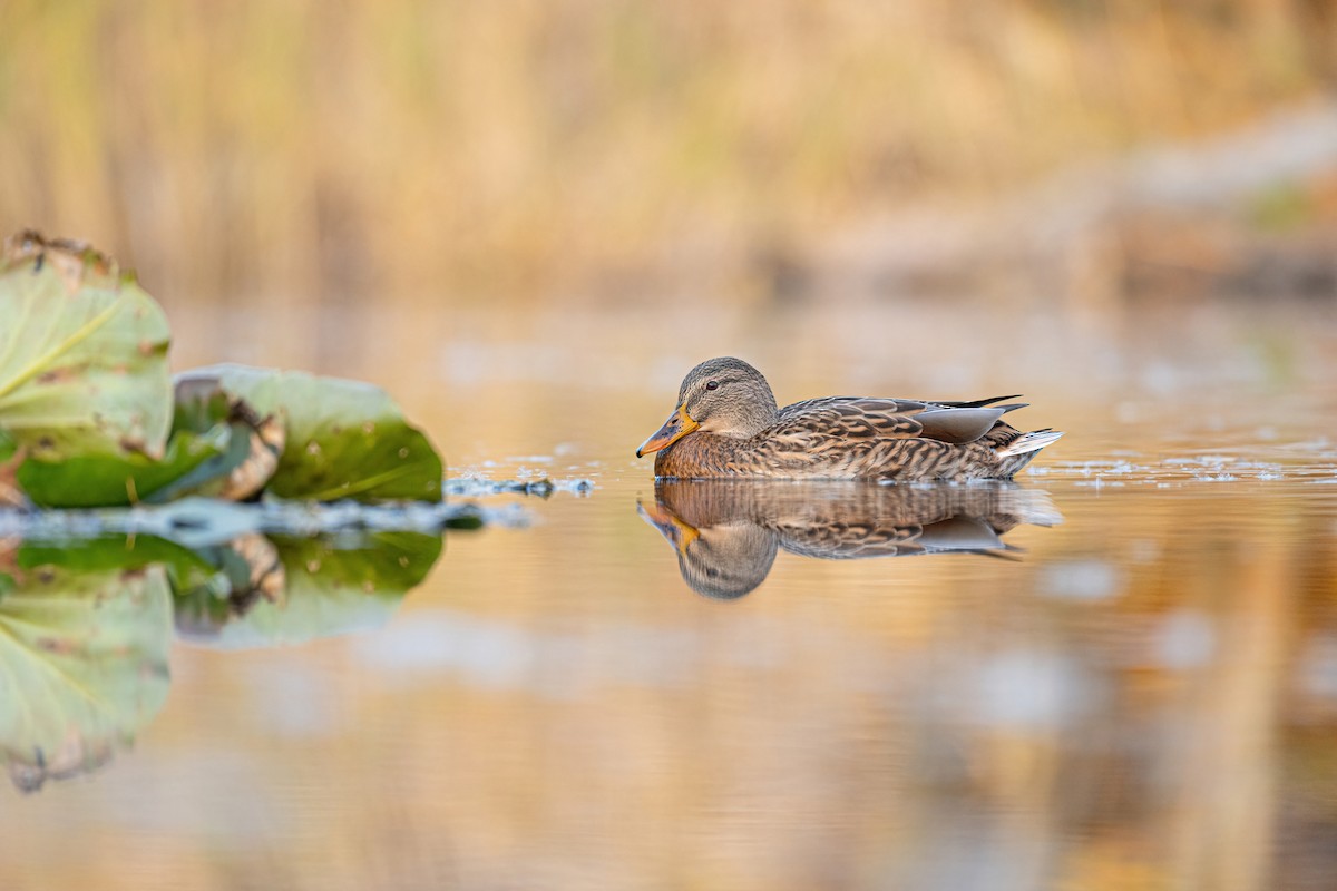 Mallard - ML645786536