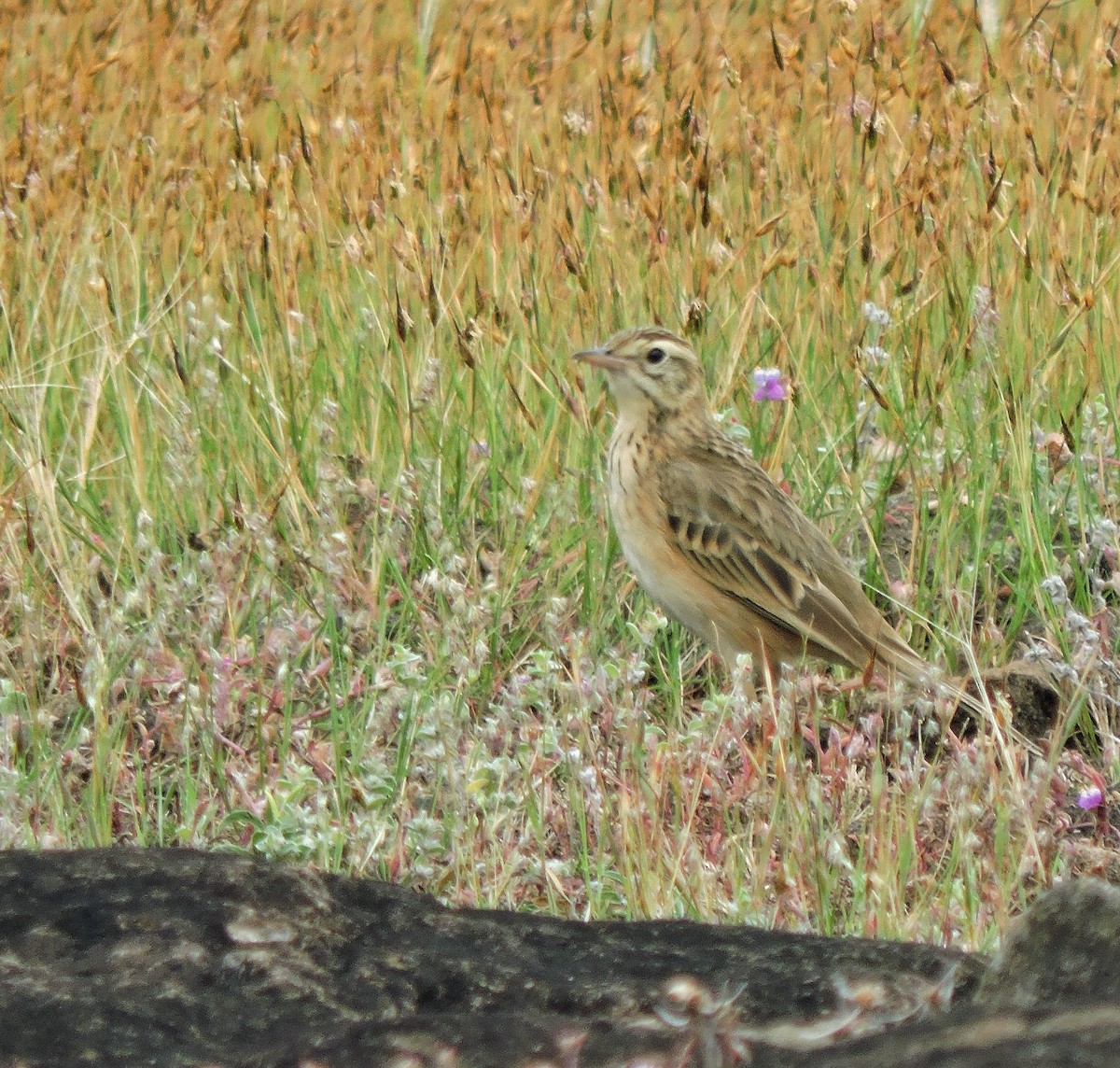 Richard's Pipit - ML645786540