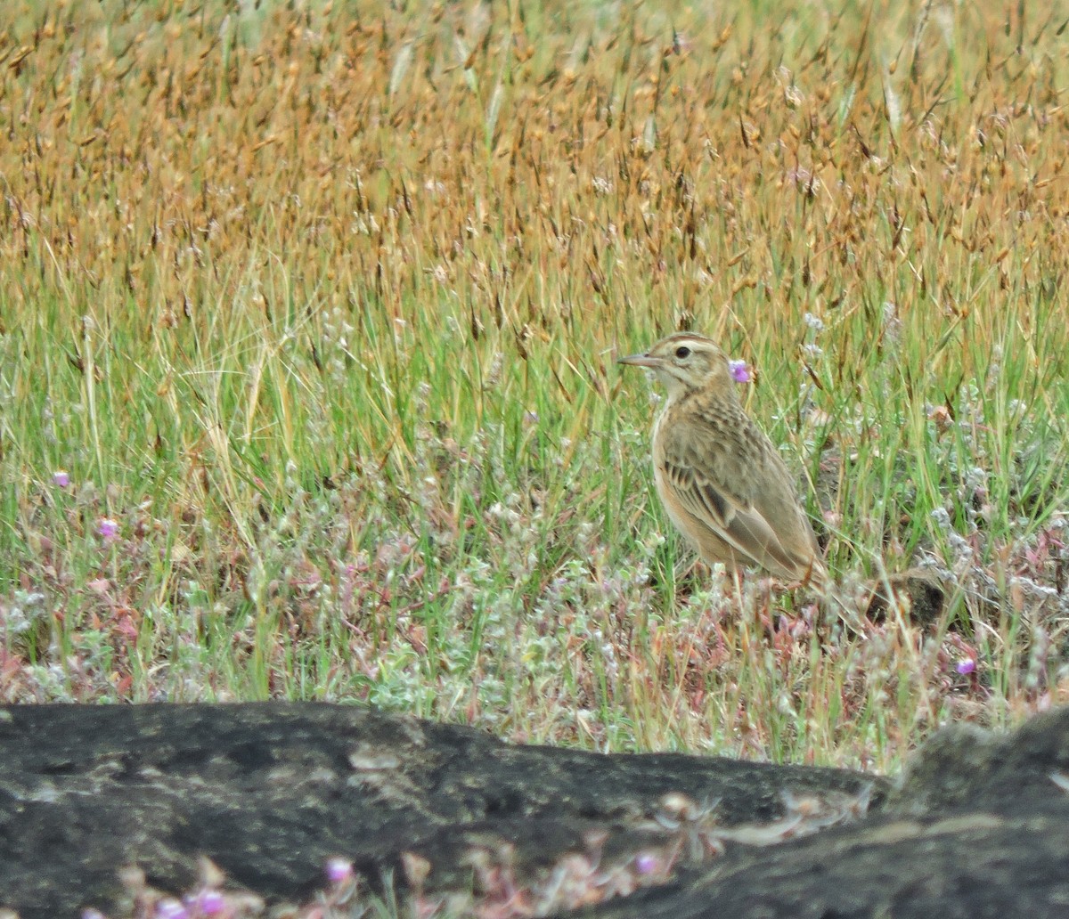 Richard's Pipit - ML645786541