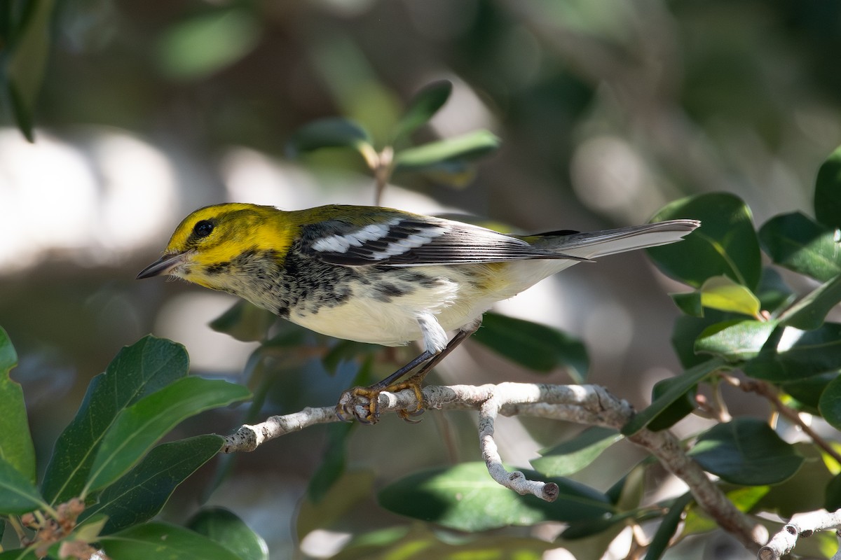 Black-throated Green Warbler - ML645786543