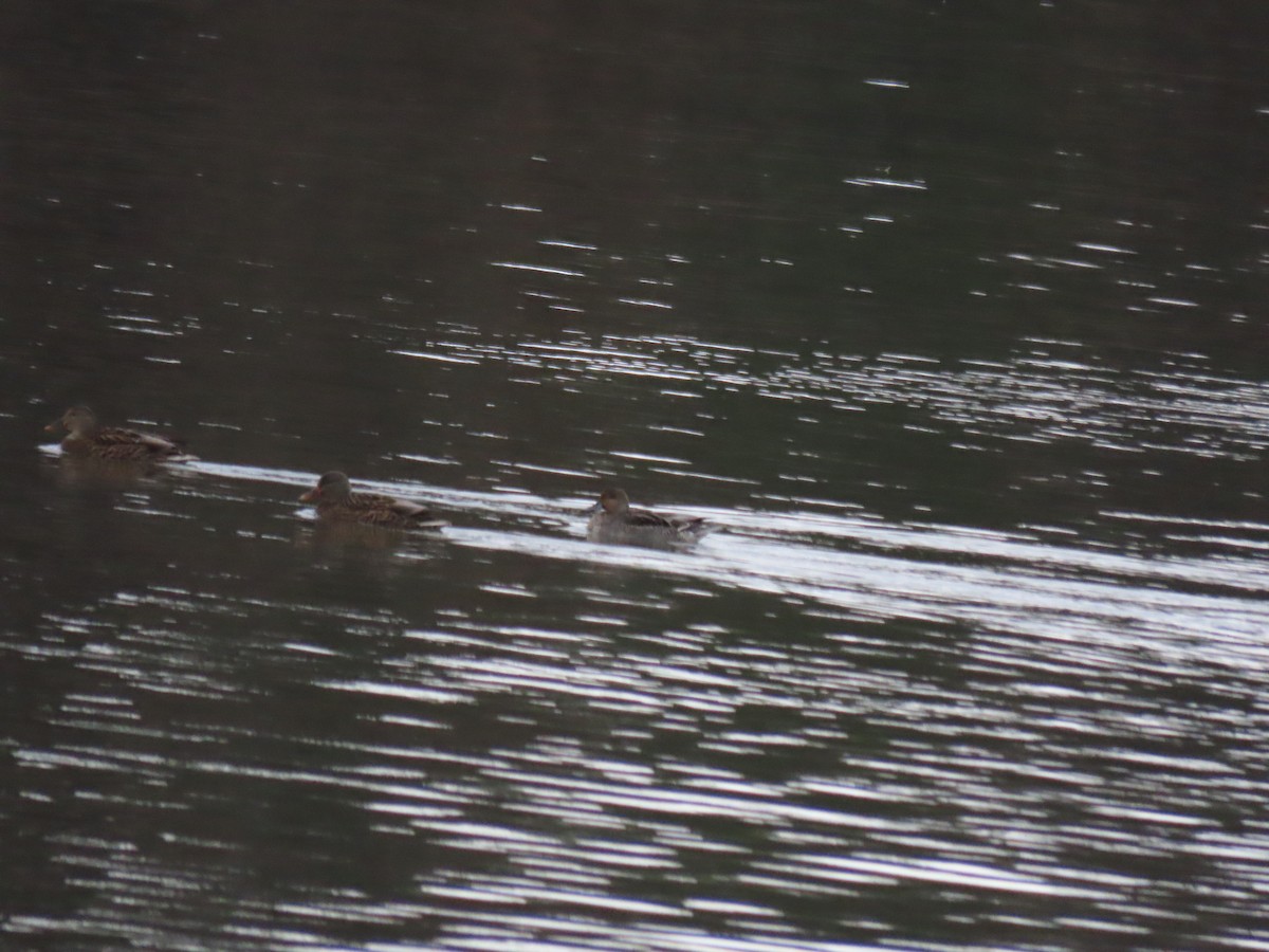 Northern Pintail - ML645786545