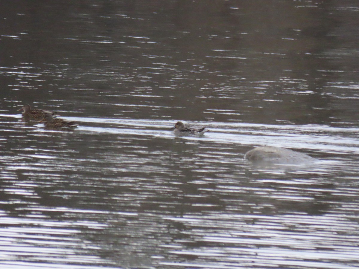 Northern Pintail - ML645786551