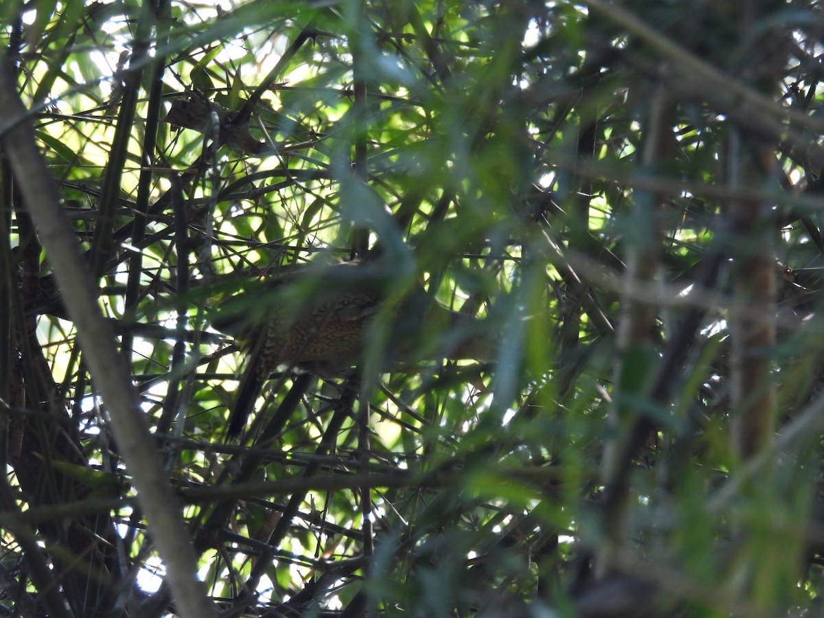 Streak-throated Woodpecker - ML645786559