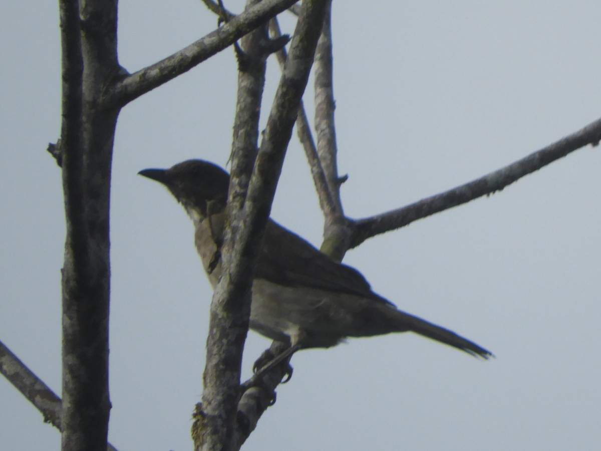 Black-billed Thrush - ML645786560