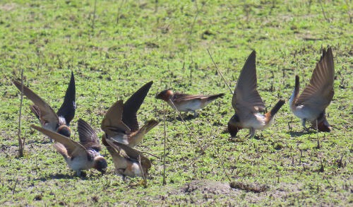 Cliff Swallow - ML645786578