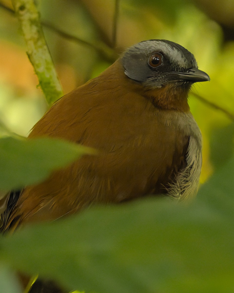 Red-throated Alethe - ML645786587