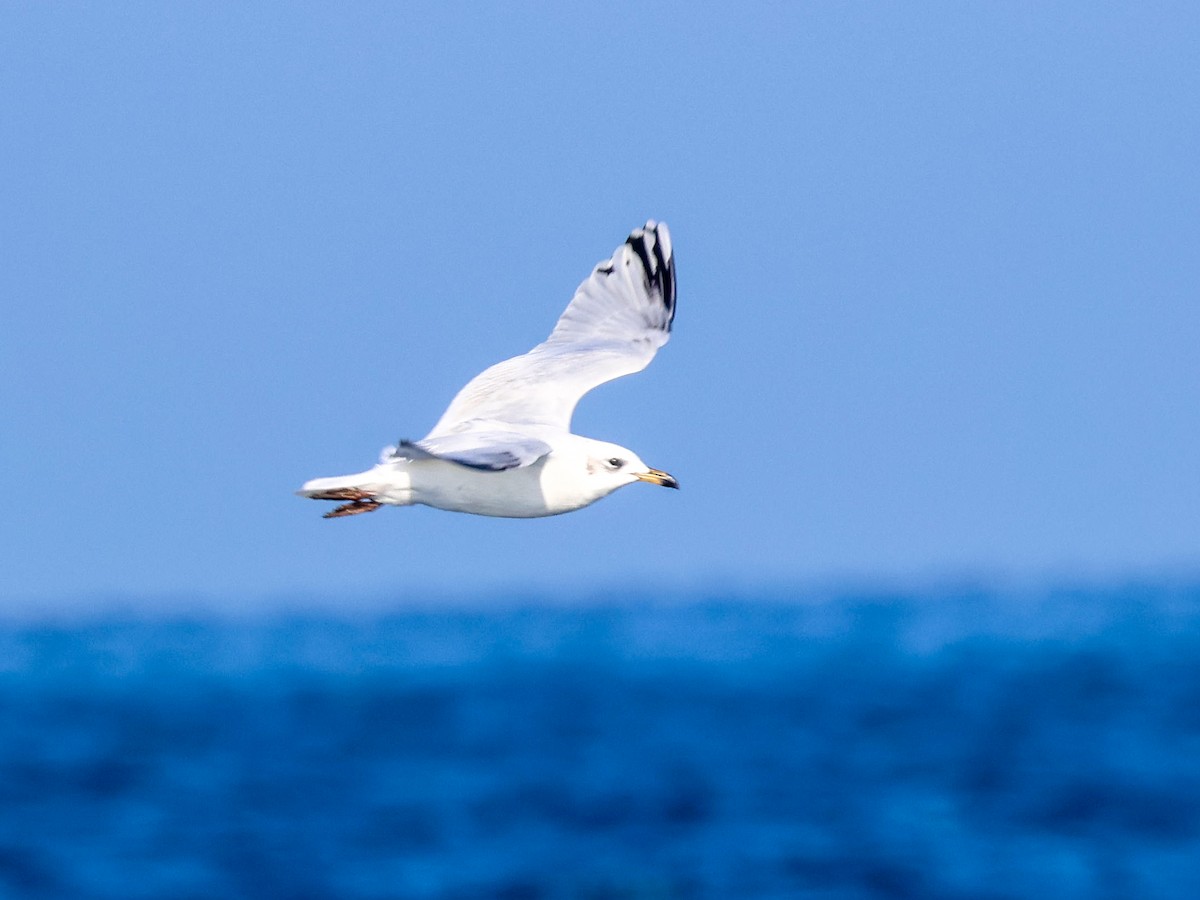 Mediterranean Gull - ML645786588