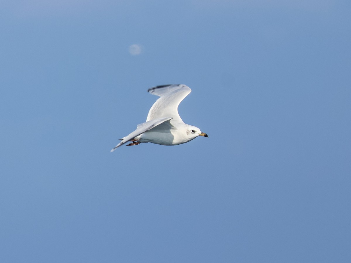 Mediterranean Gull - ML645786597