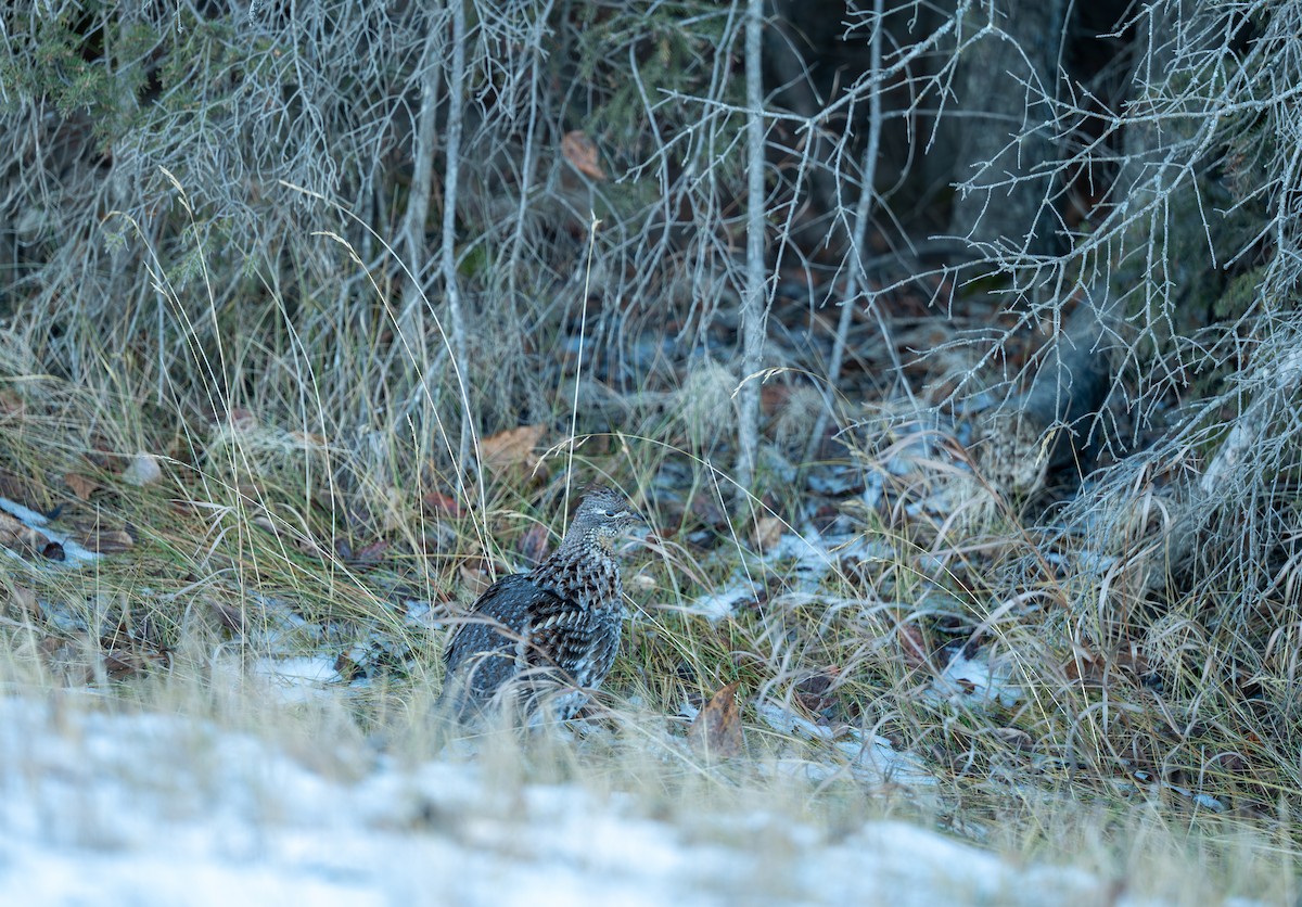 jeřábek kanadský - ML645786598