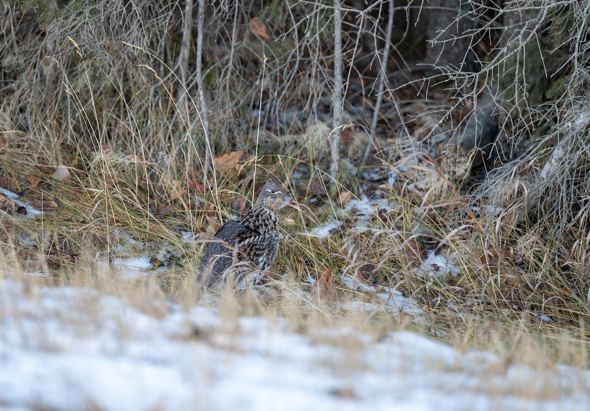 jeřábek kanadský - ML645786599