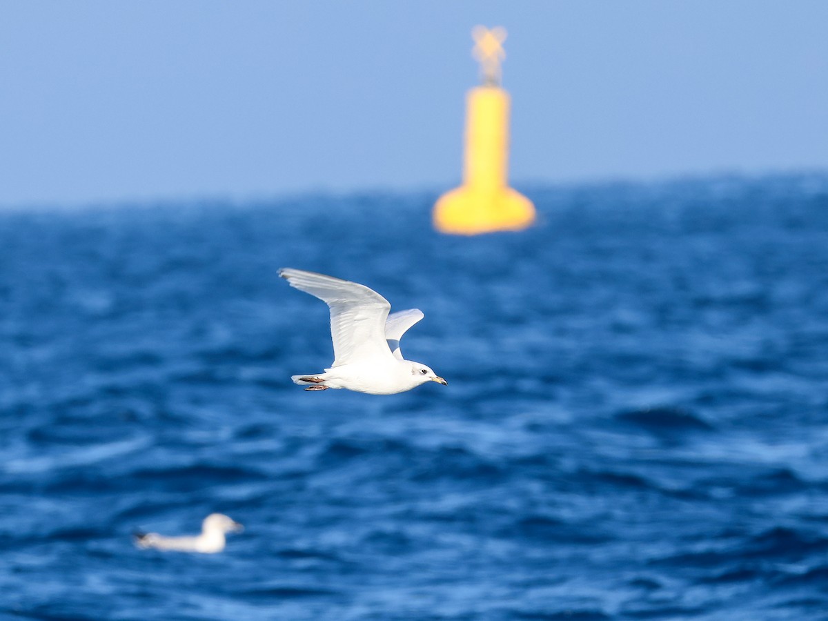 Mediterranean Gull - ML645786605