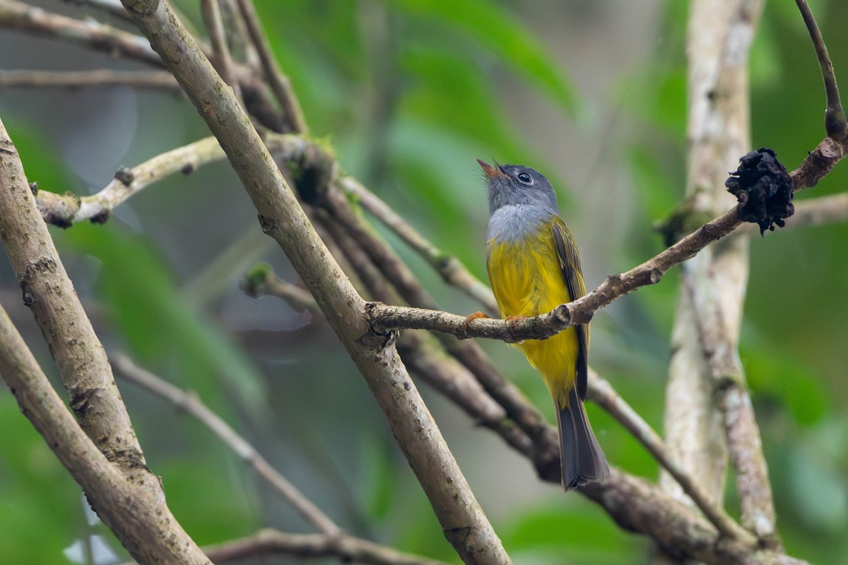 Сероголовая комароловка - ML645786606